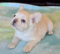 Sale Pending, a male French Bulldog for sale in Carthage, MO – Photo 5 of 8