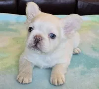 Sale Pending, a male French Bulldog for sale in Carthage, MO – Photo 1 of 8