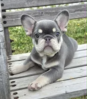 Lilac & tan Cobalt , a male French Bulldog for sale in Carthage, MO – 3 of 9