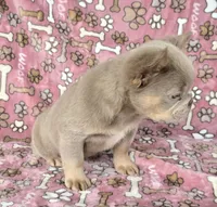 New shade fluffy Brandy, a female French Bulldog for sale in Carthage, MO – 2 of 3