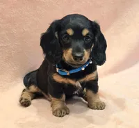 AKC Shay LH, a female Miniature Dachshund for sale in Carthage, MO – Photo 4 of 8