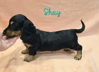 AKC Shay LH, a female Miniature Dachshund for sale in Carthage, MO – Photo 5 of 8
