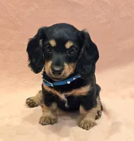 AKC Shay LH, a female Miniature Dachshund for sale in Carthage, MO – Photo 2 of 8