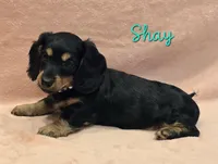 AKC Shay LH, a female Miniature Dachshund for sale in Carthage, MO – Photo 6 of 8