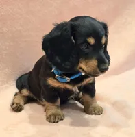 AKC Shay LH, a female Miniature Dachshund for sale in Carthage, MO – Photo 3 of 8