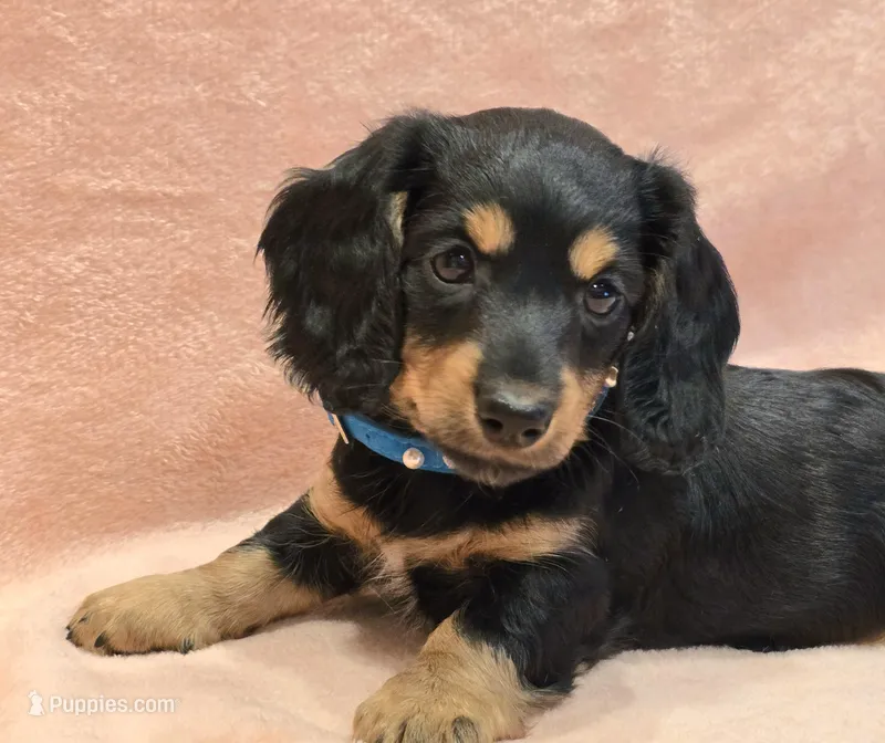 AKC Shay LH – Miniature Dachshund puppy for sale in Carthage, MO