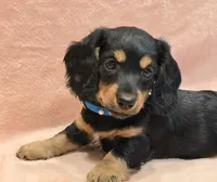 AKC Shay LH, a female Miniature Dachshund for sale in Carthage, MO – Photo 1 of 8