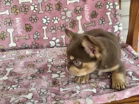 Penny rojo fluffy , a female French Bulldog for sale in Carthage, MO – 5 of 7