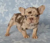 Bon Bon AKC chocolate merle, a female French Bulldog for sale in Carthage, MO – Photo 2 of 9