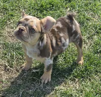 Bon Bon chocolate merle, a female French Bulldog for sale in Carthage, MO – Photo 3 of 9