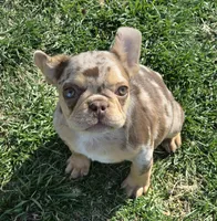Bon Bon chocolate merle, a female French Bulldog for sale in Carthage, MO – Photo 2 of 9