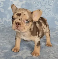 Bon Bon AKC chocolate merle, a female French Bulldog for sale in Carthage, MO – Photo 6 of 9