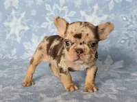 Bon Bon AKC chocolate merle, a female French Bulldog for sale in Carthage, MO – Photo 4 of 9