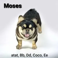 Bon Bon AKC chocolate merle, a female French Bulldog for sale in Carthage, MO – Photo 9 of 9