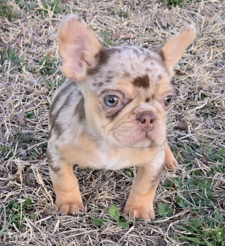 Bon Bon AKC chocolate merle