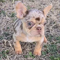 Bon Bon chocolate merle, a female French Bulldog for sale in Carthage, MO – Photo 4 of 9