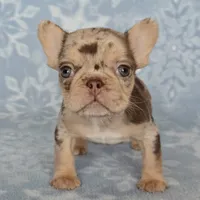 Bon Bon chocolate merle, a female French Bulldog for sale in Carthage, MO – Photo 5 of 9