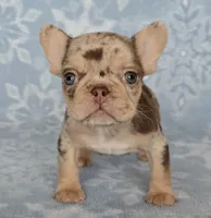 Bon Bon AKC chocolate merle, a female French Bulldog for sale in Carthage, MO – Photo 3 of 9