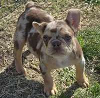 Bon Bon chocolate merle, a female French Bulldog for sale in Carthage, MO – Photo 1 of 9