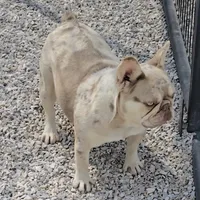 Bon Bon chocolate merle, a female French Bulldog for sale in Carthage, MO – Photo 8 of 9