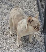 Bon Bon AKC chocolate merle, a female French Bulldog for sale in Carthage, MO – Photo 8 of 9