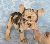 Bon Bon AKC chocolate merle, a female French Bulldog for sale in Carthage, MO – Photo 5 of 9