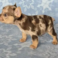 Bon Bon chocolate merle, a female French Bulldog for sale in Carthage, MO – Photo 7 of 9