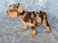 Bon Bon AKC chocolate merle, a female French Bulldog for sale in Carthage, MO – Photo 7 of 9