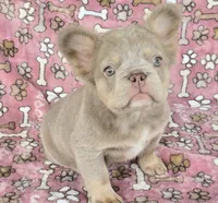 New shade fluffy Brandy, a female French Bulldog for sale in Carthage, MO – 3 of 3
