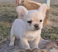 Angel AKC cream merle fluffy, a female French Bulldog for sale in Carthage, MO – Photo 1 of 9