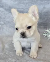 Angel AKC cream merle fluffy, a female French Bulldog for sale in Carthage, MO – Photo 6 of 9