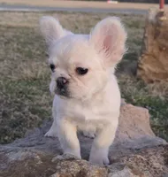 Angel AKC cream merle fluffy, a female French Bulldog for sale in Carthage, MO – Photo 2 of 9