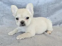 Angel AKC cream merle fluffy, a female French Bulldog for sale in Carthage, MO – Photo 4 of 9