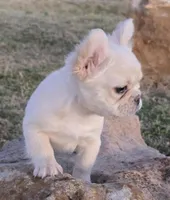 Angel AKC cream merle fluffy, a female French Bulldog for sale in Carthage, MO – Photo 3 of 9