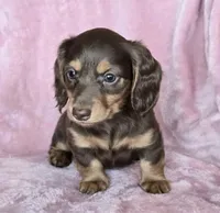**pending** AKC Jenny Choc/Tn LH, a female Miniature Dachshund for sale in Carthage, MO – 3 of 6