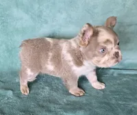 Reduced Amazing merle boy, a male French Bulldog for sale in Carthage, MO – 2 of 4