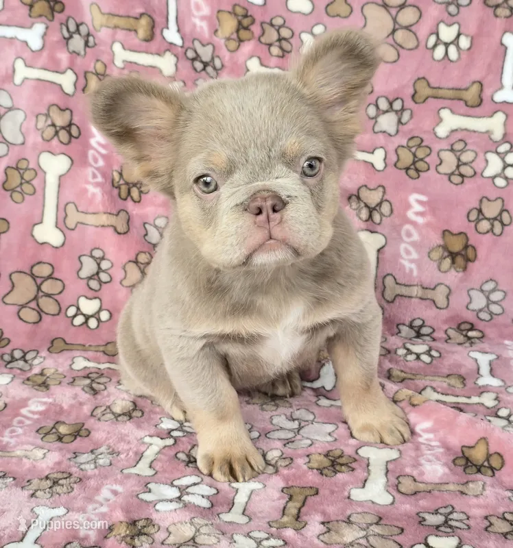 New shade fluffy Brandy – French Bulldog puppy for sale in Carthage, MO