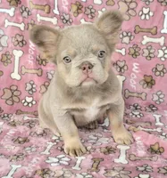 New shade fluffy Brandy, a female French Bulldog for sale in Carthage, MO – 1 of 3