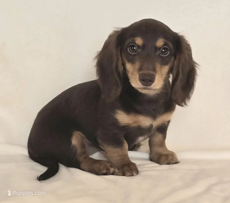 AKC Bailey choc/tn LH – Miniature Dachshund puppy for sale in Carthage, MO