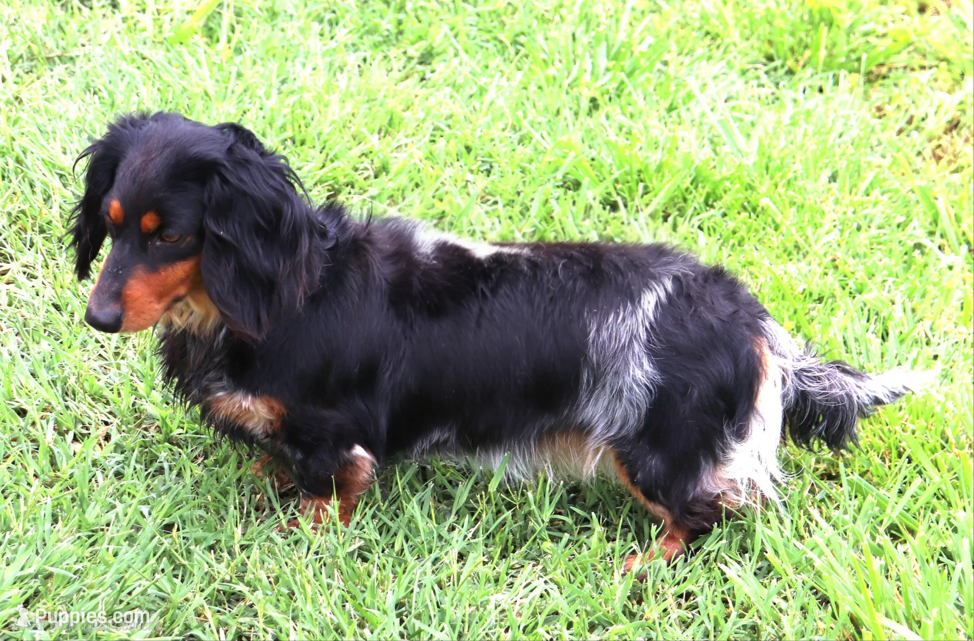 AKC Milo LH, a male Miniature Dachshund for sale in Carthage, MO – Photo 8 of 9