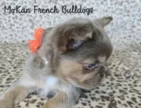 Stunning isabella fluffy girl, a female French Bulldog for sale in Carthage, MO – 2 of 2