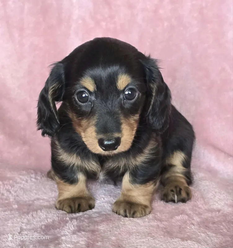 AKC Riley LH – Miniature Dachshund puppy for sale in Carthage, MO