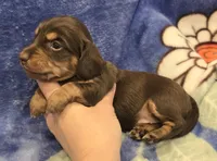 AKC Jenny Choc/Tn LH, a female Miniature Dachshund for sale in Carthage, MO – 2 of 6