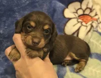 AKC Jenny Choc/Tn LH, a female Miniature Dachshund for sale in Carthage, MO – 3 of 6