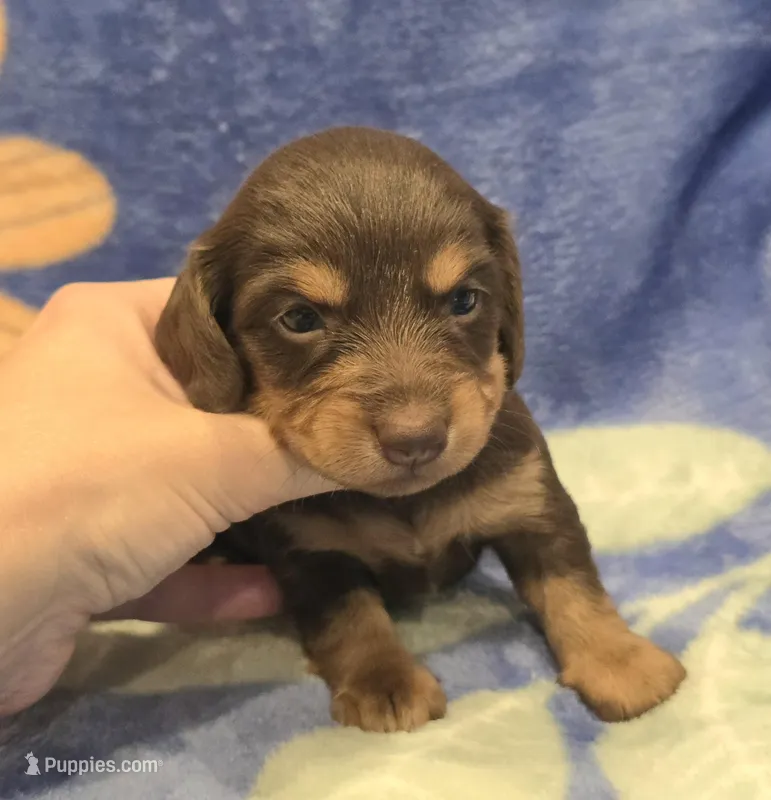 AKC Jenny Choc/Tn LH – Miniature Dachshund puppy for sale in Carthage, MO