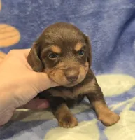 AKC Jenny Choc/Tn LH, a female Miniature Dachshund for sale in Carthage, MO – 1 of 6