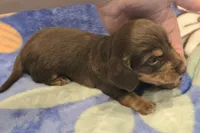 AKC Jenny Choc/Tn LH, a female Miniature Dachshund for sale in Carthage, MO – 4 of 6