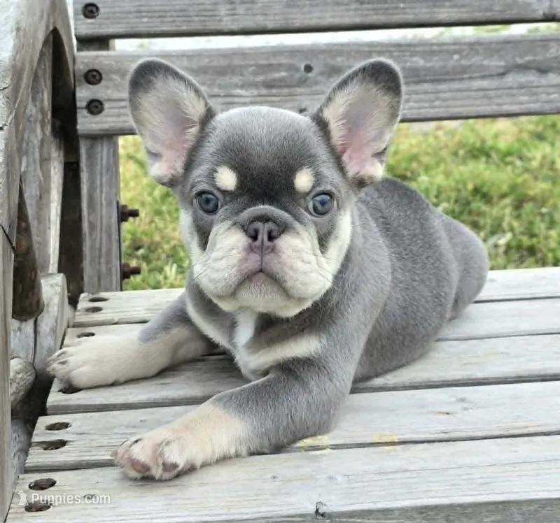 Lilac & tan Cobalt  – French Bulldog puppy for sale in Carthage, MO