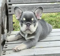 Lilac & tan Cobalt , a male French Bulldog for sale in Carthage, MO – 1 of 9
