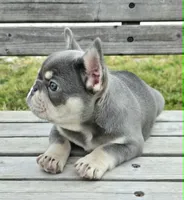 Lilac & tan Cobalt , a male French Bulldog for sale in Carthage, MO – 2 of 9